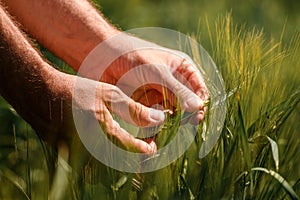 Farm worker touching unripe barley spikes in cultivated field. Closeup of male hand on plantation in agricultural crop management