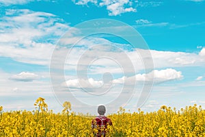 Farm worker wearing red plaid shirt and trucker`s hat standing in cultivated rapeseed field in bloom and looking over crops, rear