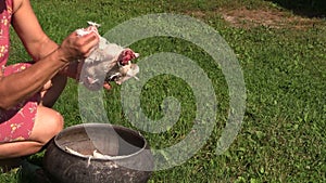 Farm worker woman pick pluck broiler chicken feathers