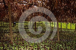 Farm worker working among the trees on a coffee plantation