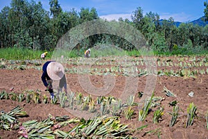 Farm workers