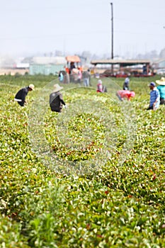 Farm Workers
