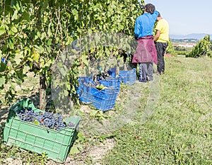 Farm workers engaged in grape harvesting in a Chianti vineyard in Tuscany, Italy
