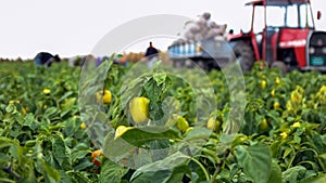 Farm Workers Harvesting Yellow Bell Pepper
