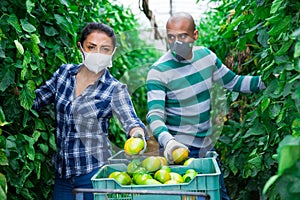 Farm workers in masks picking green tomatoes