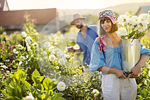 Farm workers pick up dahlia flowers at rural farm outdoors