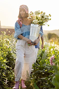 Farm workers pick up dahlia flowers at rural farm outdoors