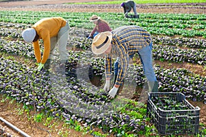 Farm workers picking leafy greens on field