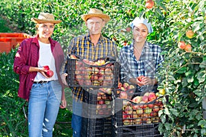 Farm workers posing with crates full of apples at orchard