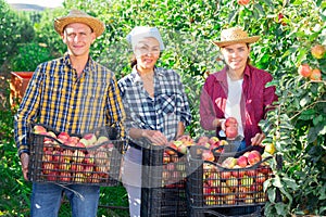 Farm workers posing with crates full of apples at orchard