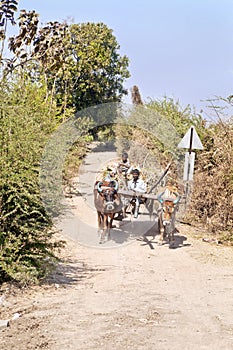 Bullock cart dirt track farm produce