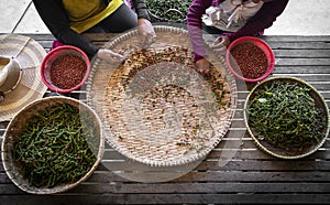 Farm workers sorting fresh pepper peppercorns in kampot cambodia
