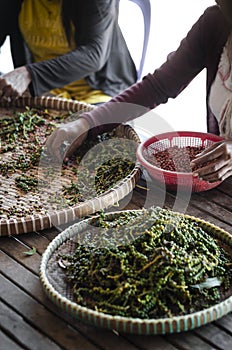 Farm workers sorting fresh pepper peppercorns in kampot cambodia