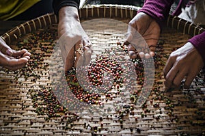 Farm workers sorting fresh pepper peppercorns in kampot cambodia photo