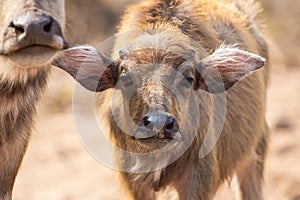 Farm, Working, Thailand, Water Buffalo, Agriculture