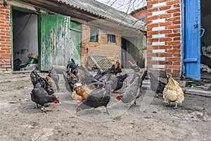 Farm yard with mature chickens gathering grain from the ground in Ukraine