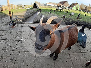 Farm on the Zaandam river. close-up of a horny shaggy brown-haired goat