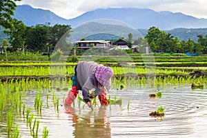 Farme at thailand in field