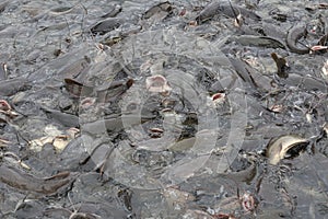 Farmed catfish eating food