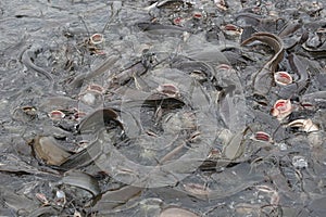 Farmed catfish eating food