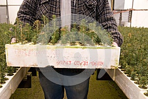 Farmed connifer seedlings photo