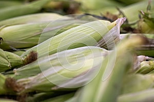 Farmed Corn on the Cob photo