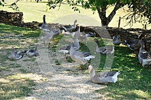 Farmed geese