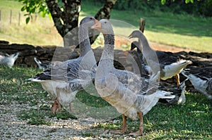 Farmed geese