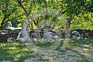 Farmed geese