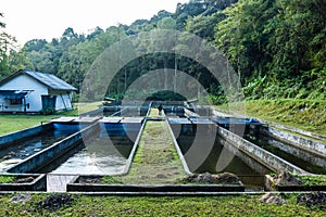 Farmed rainbow trout in Doidam at Chiangmai.