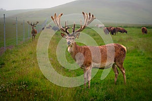 Farmed Red Deer Stag photo