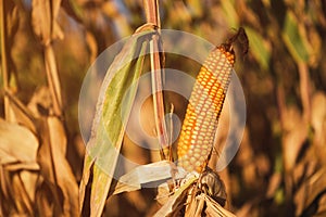 Farmed ripe corn on the cob on cultivated field ready for harvest