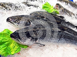 Farmed Salmon Fish on Ice