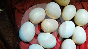 Farmed white chicken eggs hatch. Eggs, Chicken breeds background