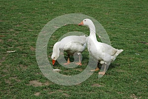 Farmed white goose