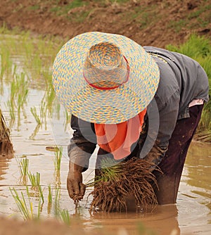 Farmer