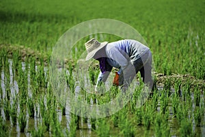 Farmer