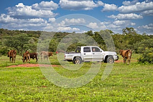 farmer with a 4x4 herding the cattle