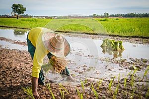 Farmer