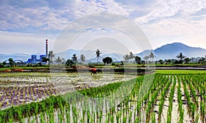 Farmer activity in the rice field