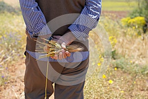 Farmer or agriculturist man holding some wheat ears