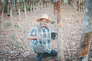 Farmer agriculturist Rubber tree plantation