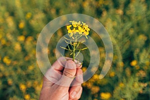 Farmer agronomist examining blooming canola crops in field, agriculture and farming concept