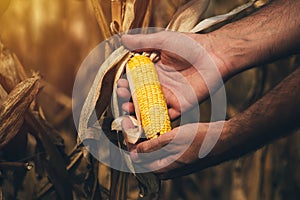 Farmer agronomist holding corn ear on the cob