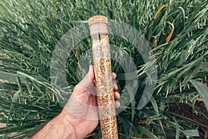 Farmer agronomist holding plastic tube with oat crop grain sample