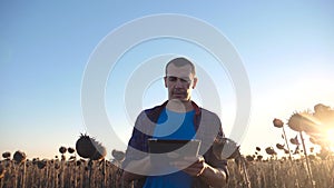 Farmer agronomist holds tablet touch pad computer in the sunflower field and examining crops before harvesting