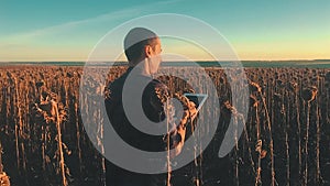 Farmer agronomist holds tablet touch pad computer in the sunflower field and examining crops before harvesting