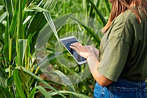 Farmer or an agronomist inspect a field of corn cobs. The concept of agricultural business. Agronomist with tablet