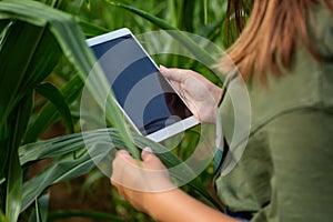 Farmer or an agronomist inspect a field of corn cobs. The concept of agricultural business. Agronomist with tablet