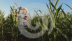 A farmer and an agronomist inspect a flowering field and corn cobs. The concept of agricultural business. Businessman